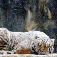 Snoring Tiger