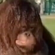 TTV MAMUT RAHAL WAP - steam id 76561199065428175