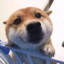 Shiba inu