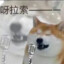 醋乌龟之王