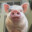 BACON