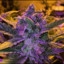 Purple Haze -GPX-