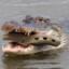 Crocodiligator