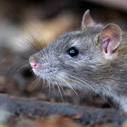 Rat's Avatar