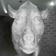 moo - steam id 76561199023503584