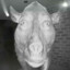 moo