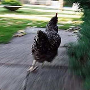 Otricala || Father Bronte