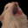 Bonky