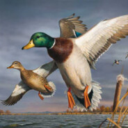 Mallard