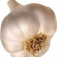 Vetulus