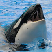 An Orca