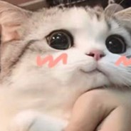 想养一只可爱喵