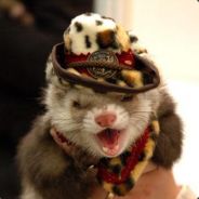 AngryFerret