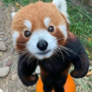 麻辣暴怒小熊猫ouo