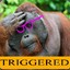 A Triggered Orangutan