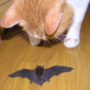 [BoxPlay] Generel_MiY