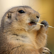 Суслик Боба