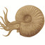 The Cephalopod