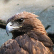 GoldenEagle