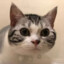 竟是猫猫