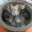 Stackcat