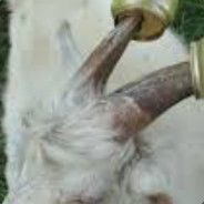 Козел Поповетски