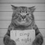 糯糯是只猫