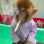 Smoking monkey