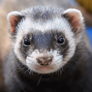 Tайк Майсон