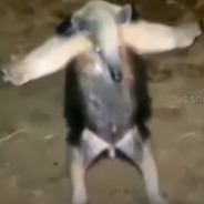 СЕКТА БАРСУКОВ