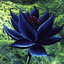 BlackLotus