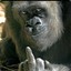 ¥CRAZY KING KONG¥