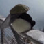 Blxcknuggetz's avatar