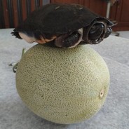 Turtlemeron