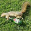 Ardilla Borracha