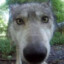 TheBorzWolf