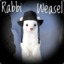 Rabbi Weasel