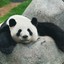 Baby_Panda̲