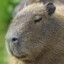 Old capybara (RUS)