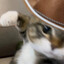 Tex McTexason