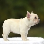 坐在墙头等红杏