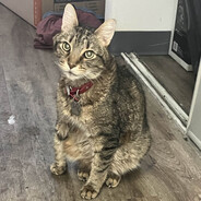 kitty - steam id 76561198123789758