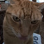 meowie