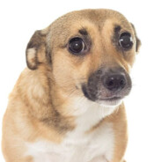 filhote de cruz credo