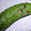 just a pickle