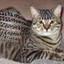 Cornrowed Cat