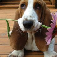 Typha - steam id 76561197960705248
