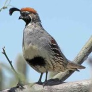 Quail