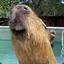 Trapezoidal Capybara