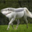 shark horse